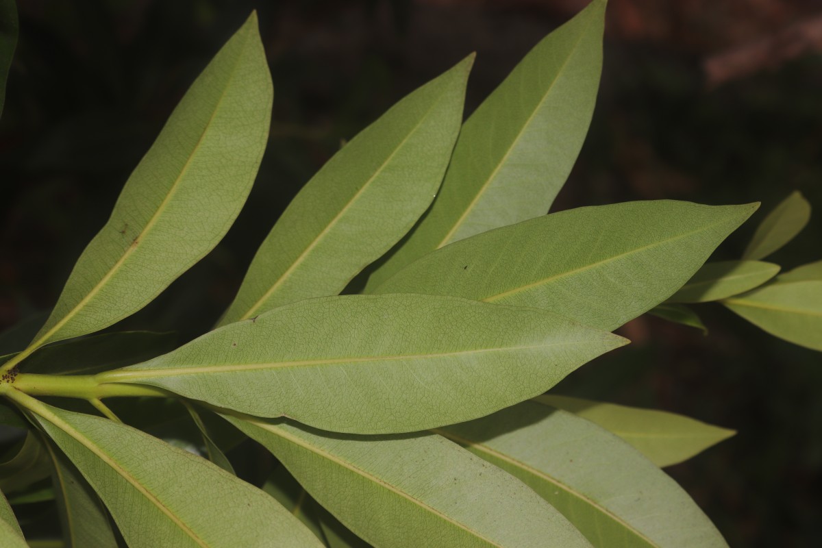 Xanthostemon verticillatus (C.T.White & W.D.Francis) L.S.Sm.